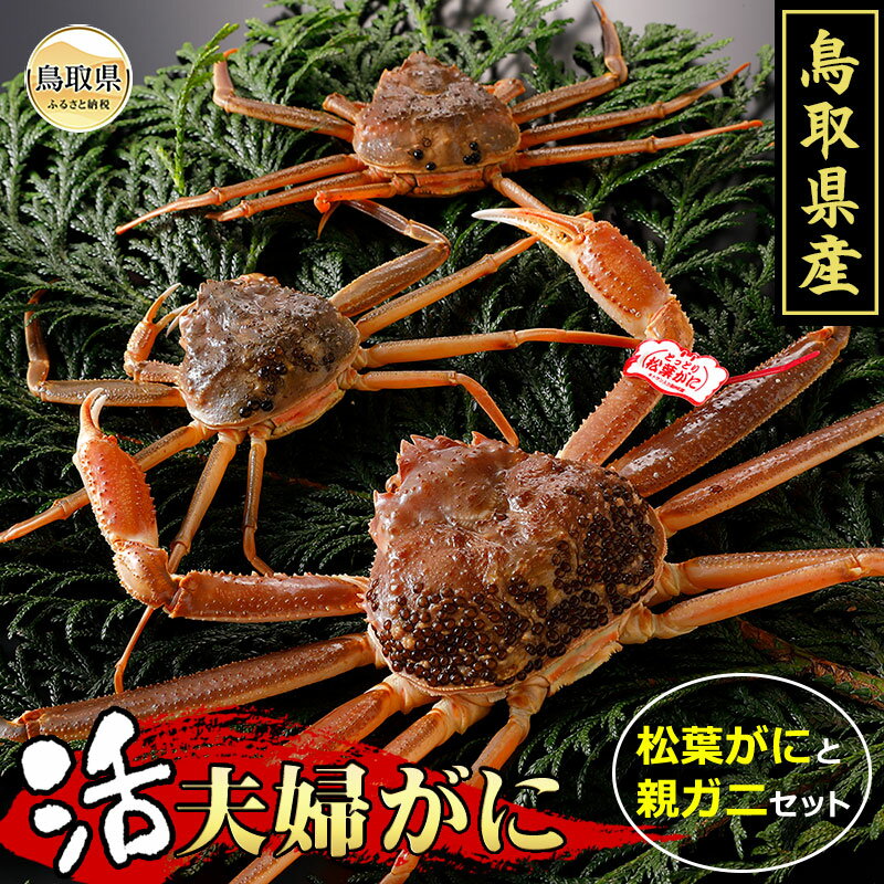 【ふるさと納税】D24-019 鳥取県産 活夫婦がに【期間限定】 鳥取県 おすすめ 活松葉がに かに がに ガニ 蟹 松葉ガニ 親がに