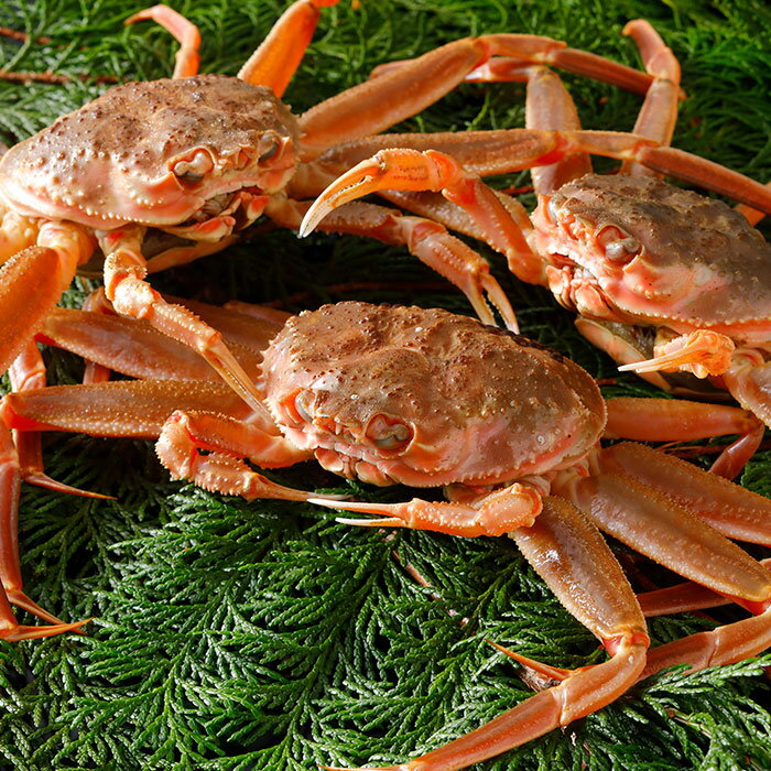 【ふるさと納税】D24-022 鳥取県産　活親がに＆茹で親がに【期間限定】 鳥取県 おすすめ ボイル 活親がに かに がに ガニ 蟹 ズワイガニ 親がに