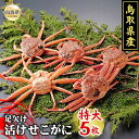 【ふるさと納税】D24-044 鳥取県産 足欠け活せこがに(特大5枚)【期間限定】 鳥取県 おすすめ かに がに ガニ 蟹 せこがに ズワイガニ