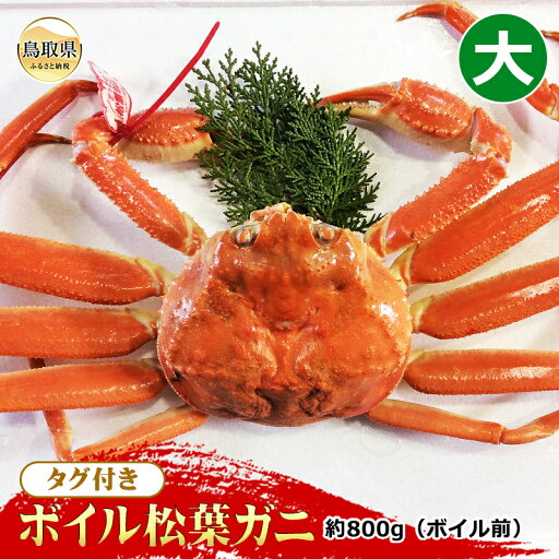 【ふるさと納税】E24-074 【魚倉】タグ付きボイル松葉ガニ 大 約800g(ボイル前)【期間限定】 【ふるさと納税】E24-074 【魚倉】タグ付きボイル松葉ガニ 大 約800g(ボイル前)【期間限定】