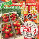 【ふるさと納税】1173 鳥取県産とっておき「温泉いちご」大きさいろいろ詰め合わせ 1キロ　送料無料　苺