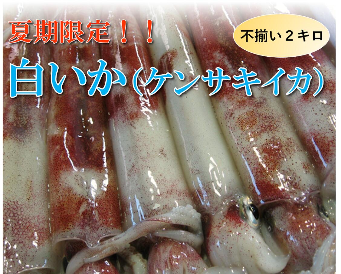 【ふるさと納税】1533 【魚倉】不揃い 白いか(ケンサキイカ)2kgセット！　　期間限定