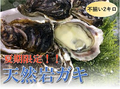 1534 【魚倉】不揃い 天然岩ガキ 2kgセット！ 　カキ　　　期間限定