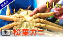 【ふるさと納税】1119【魚倉】足1本なし生松葉ガニ(特大1,100g) 訳あり　 鳥取　かに　蟹