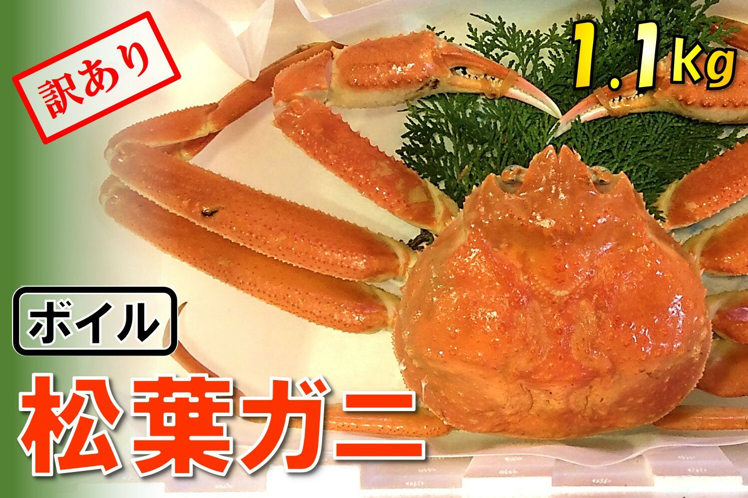 13位! 口コミ数「0件」評価「0」1536【魚倉】足1本なしボイル松葉ガニ(特特大1,100g) 訳あり　 鳥取　かに　蟹