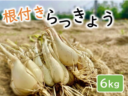 1023　橋本さんちの根付き生らっきょう　6キロ　　鳥取　ラッキョウ　　送料無料