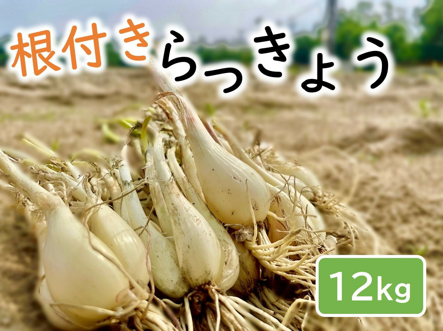 1024　橋本さんちの根付き生らっきょう　12キロ　　鳥取　ラッキョウ　　送料無料