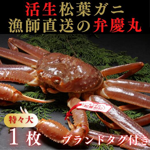 松葉ガニ 【ふるさと納税】1242 松葉ガニ活生「特々大1枚」ブランドタグ付き(弁慶丸)【到着日指定不可】 鳥取　送料無料