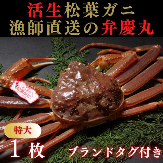 3位! 口コミ数「0件」評価「0」1243 松葉ガニ活生「特大1枚」ブランドタグ付き(弁慶丸)【到着日指定不可】　鳥取　送料無料