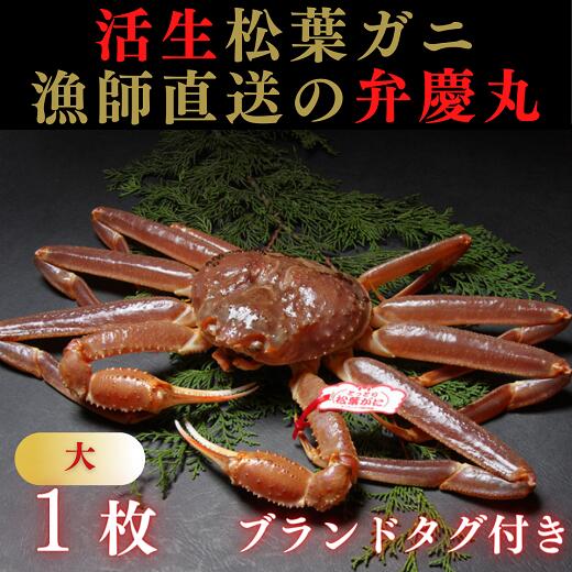 【ふるさと納税】1244 松葉ガニ活生「大1枚」ブランドタグ付き(弁慶丸)【到着日指定不可】 鳥取　送料