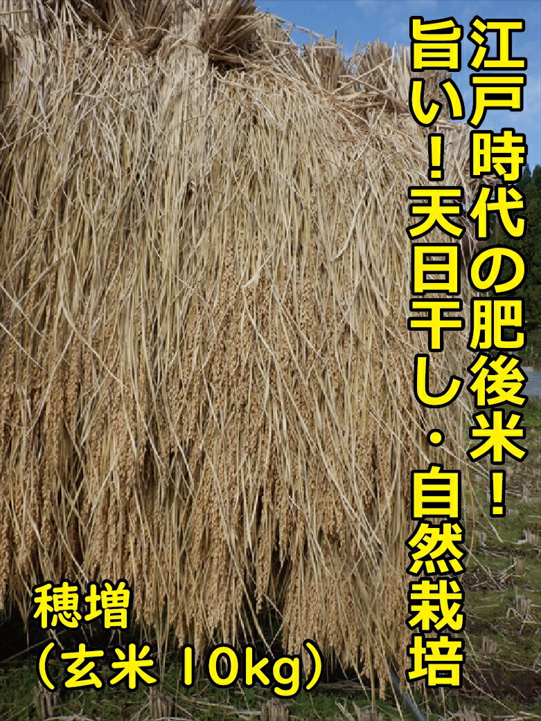 1434 江戸時代のお米! 穂増(玄米) 10kg 令和6年産 無農薬 自然栽培 お米 鳥取 送料無料