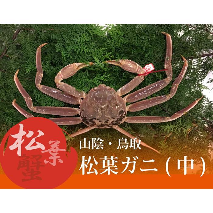 【ふるさと納税】特選とっとり松葉ガニ (中)【山根商店】 | 国産 ズワイガニ 松葉ガニ カニ 蟹 かに 浜茹 カニ鍋 かに鍋 鍋 かにしゃぶ かにみそ 期間限...