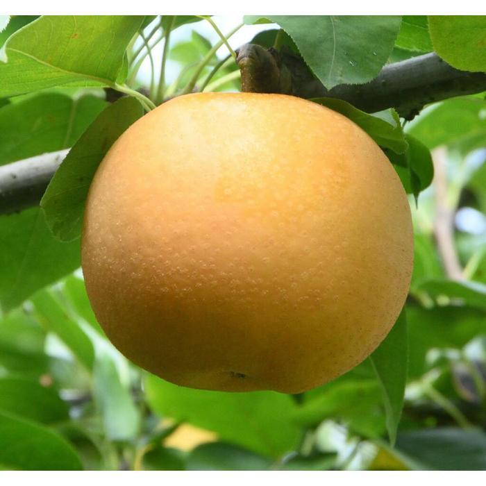 【ふるさと納税】あきづき 5kg【やぶやフルーツガーデン】 | 梨 なし 送料無料のサムネイル