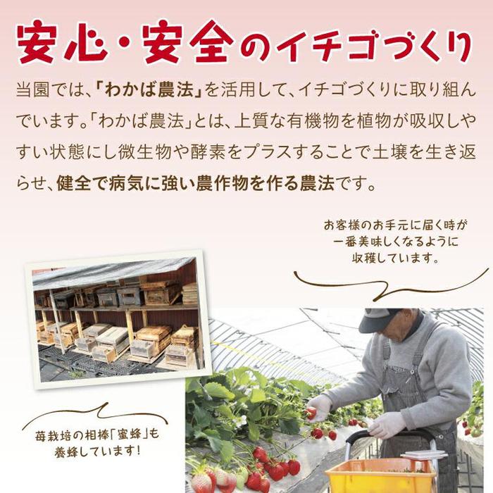 【ふるさと納税】味くらべDX 1kg 鳥取いちご【とみハウス】 | 送料無料