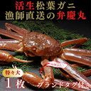 【ふるさと納税】松葉ガニ活生「特々大1枚」ブランドタグ付き※着日指定不可※【弁慶丸】 | 鳥取 送料無料