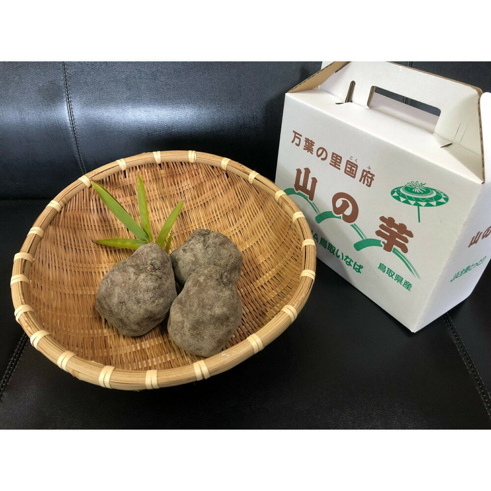 【ふるさと納税】国府町産 山の芋 2kg