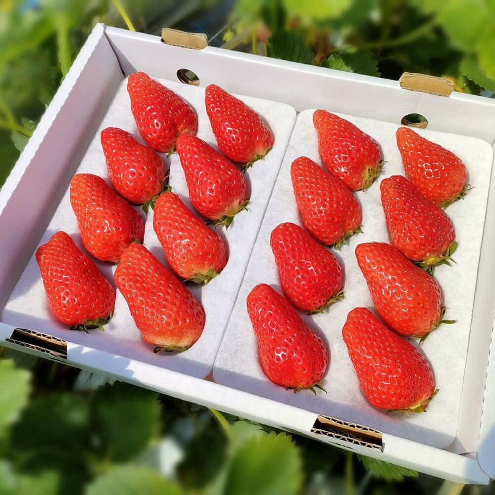 【ふるさと納税】鳥取産苺「あきひめ」大粒詰め合わせ【苺工房たけうち】