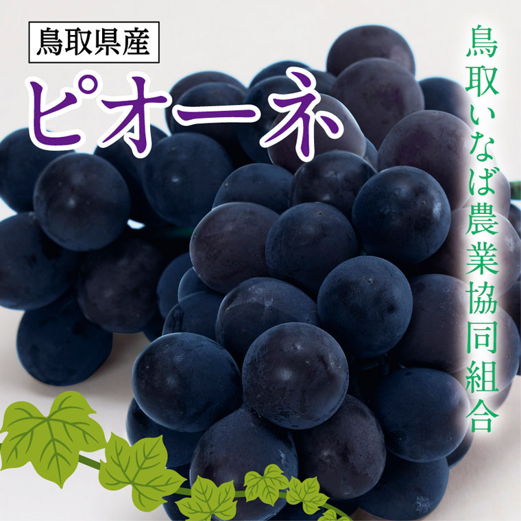 【ふるさと納税】1521 ブドウ　ピオーネ2kg化粧箱 　期間限定　 ぶどう 　送料無料