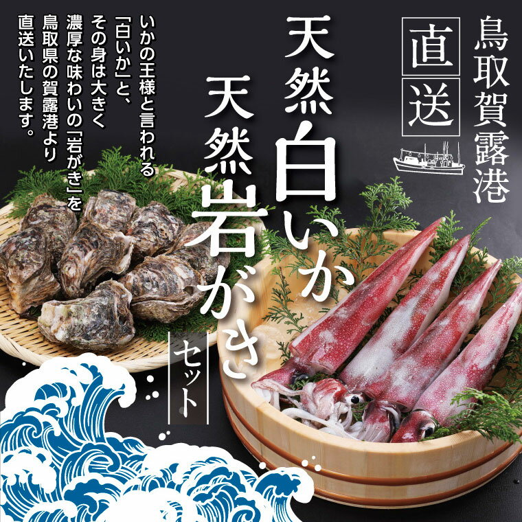 【ふるさと納税】0073 鳥取賀露港 天然白いか・天然岩がきセット (かねまさ・浜下商店)　イカ　牡蠣　...