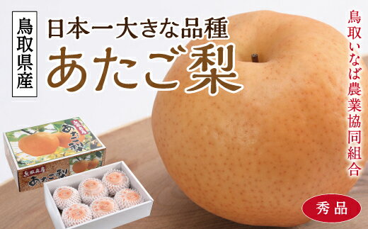 【ふるさと納税】0406 あたご梨 5キロ(鳥取いなば農業協同組合)　　梨　　なし　送料無料 期間限定のサムネイル