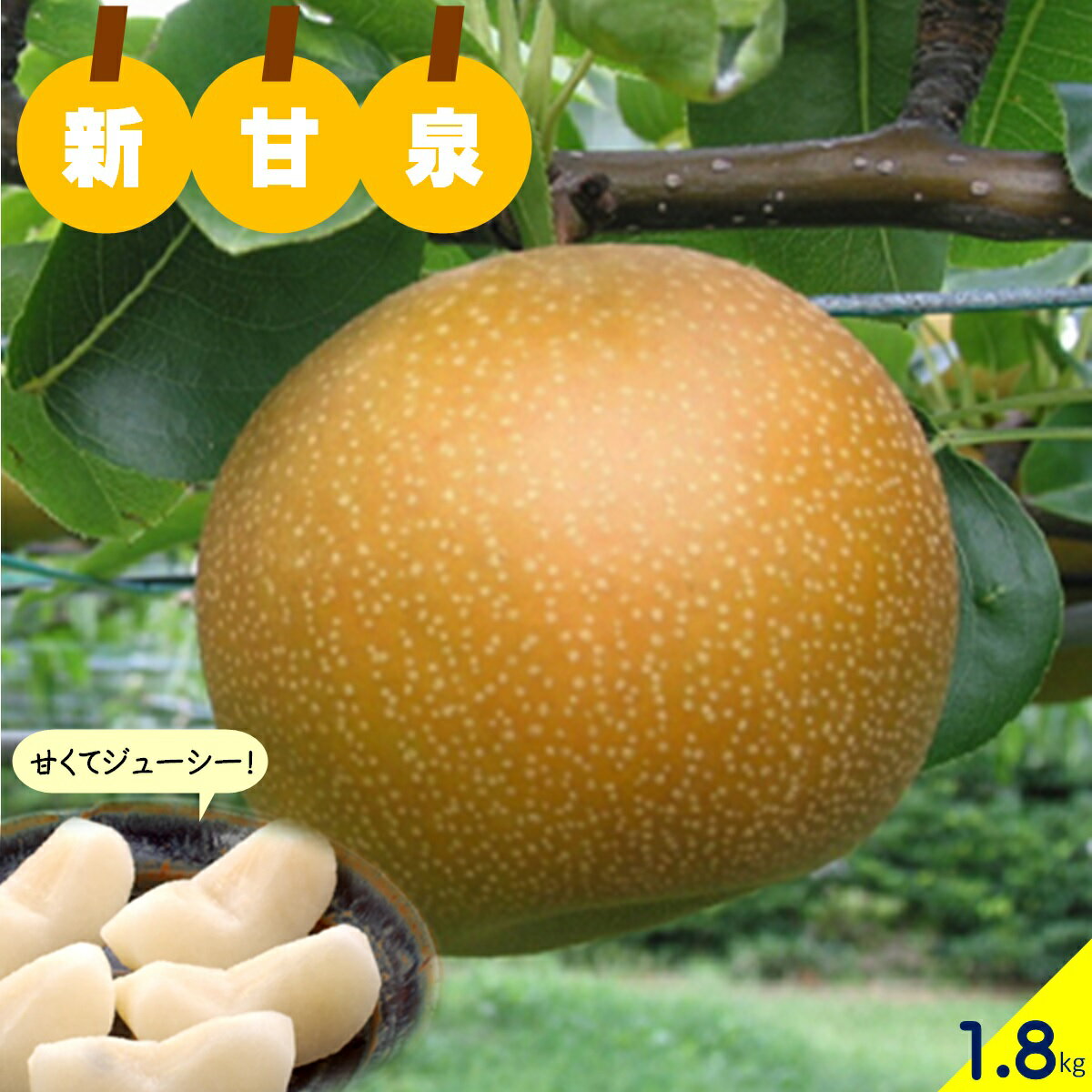 【ふるさと納税】8月27日締切 梨 新甘泉 しんかんせん 1.8kg 約6個【8月下旬～9月上旬お届け】【23-010-007】先行予約 ウチダフーズ 10000円 1万 和梨 くだもの 国産 梨 なし ナシ フルーツ 果物 果汁 果肉 甘い ジューシー ご当地 産地直送 鳥取県産 鳥取県 米子市