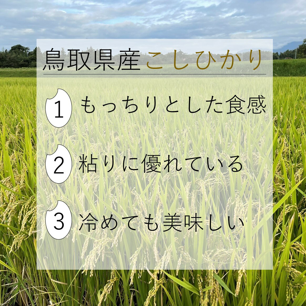 【ふるさと納税】令和5年産 無洗米 大山しらゆき米 10kg コシヒカリ 5kg×2 計10kg 【24-015-017】むろ米穀 米 お米 おこめ コメ 10キロ 鳥取県 米子市