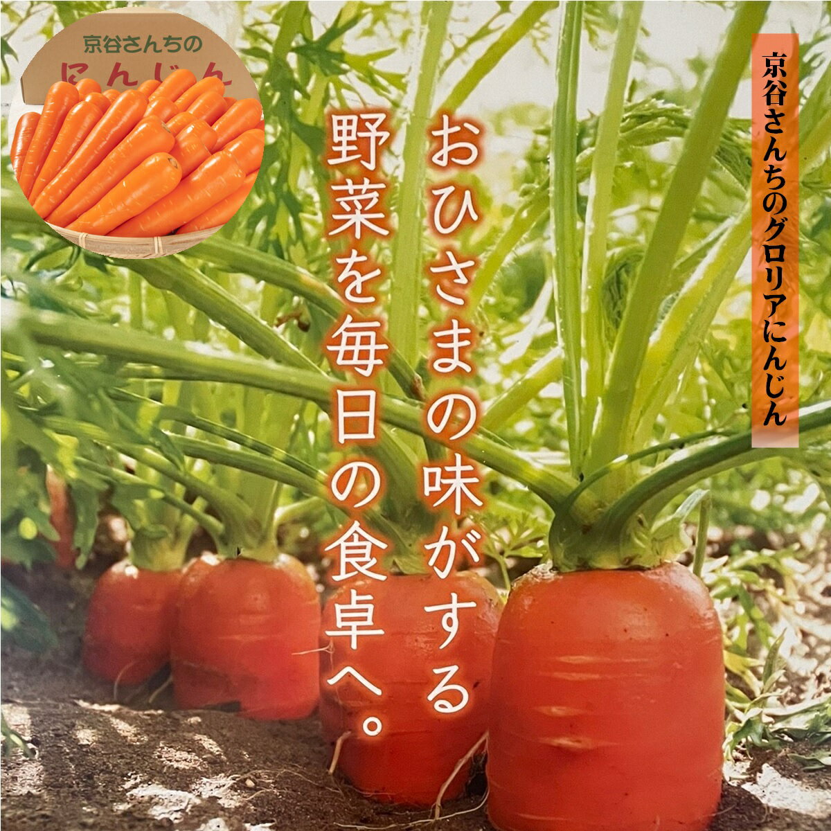 【ふるさと納税】先行受付 旬の冬にお届け！京谷さんちのグロリアにんじん 10kg 数量限定【12月中旬～2月末お届け】【24-013-008】フレッシュベジタブル京谷 人参 甘い 10キロ ニンジン スムージー 野菜 期間限定 生鮮食品 生鮮野菜 お取り寄せ グルメ 鳥取県 米子市