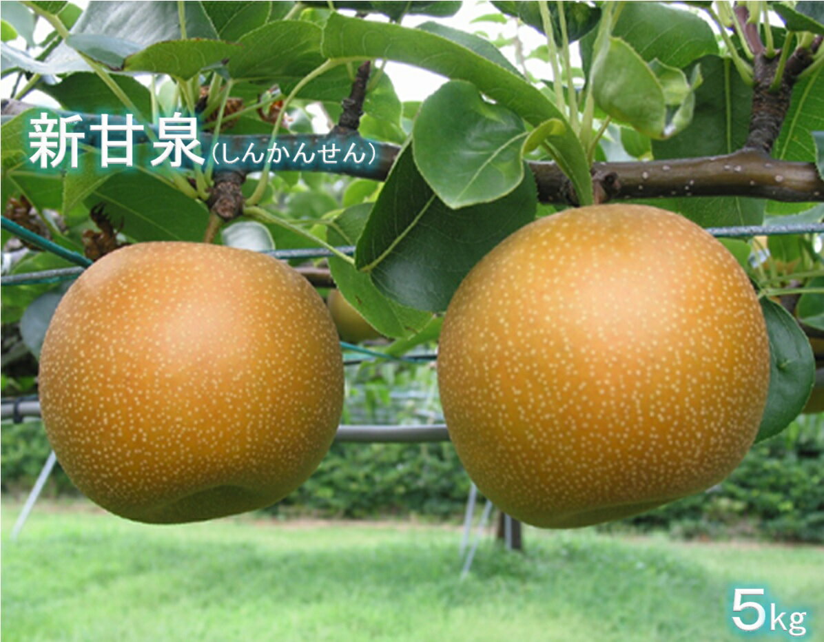 【ふるさと納税】先行受付 鳥取県産 梨 新甘泉（しんかんせん）5kg【8月中旬〜9月上旬頃お届け】【24-...