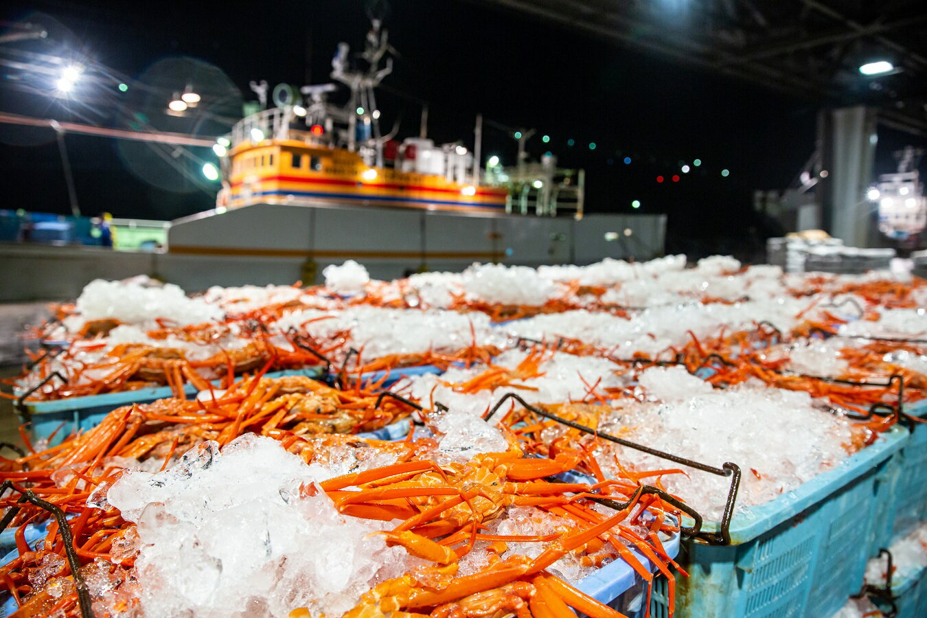 【ふるさと納税】先行予約 【訳あり】蟹屋の釜茹で紅ずわい蟹1.8kg箱詰めセット（600g前後×3杯）冷蔵 境港産【25-032-001】株式会社マルツ 塩茹で ボイル済 かに カニ 蟹 紅ずわいがに 鍋 海鮮 鳥取県産 鳥取県 米子市 期間限定【R7年10月～R8年3月発送】
