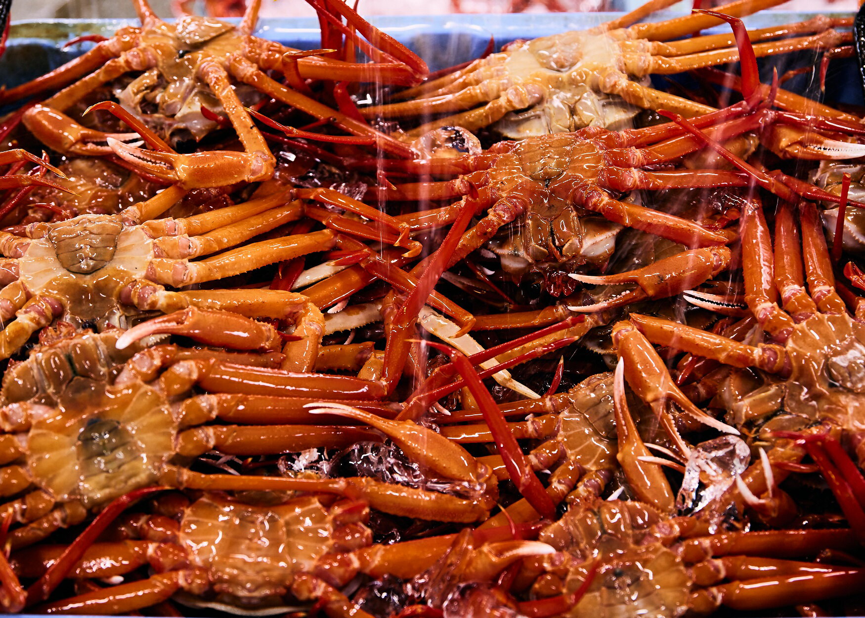 【ふるさと納税】 蟹屋の釜茹で紅ずわい蟹2杯セット（大）500g～600g×2杯 冷蔵 境港産【25-035-002】株式会社マルツ 塩茹で ボイル済 かに カニ 蟹 紅ずわいがに 鍋 海鮮 海の幸 鳥取県産 鳥取県 米子市 期間限定【R7年10月～R8年3月発送】