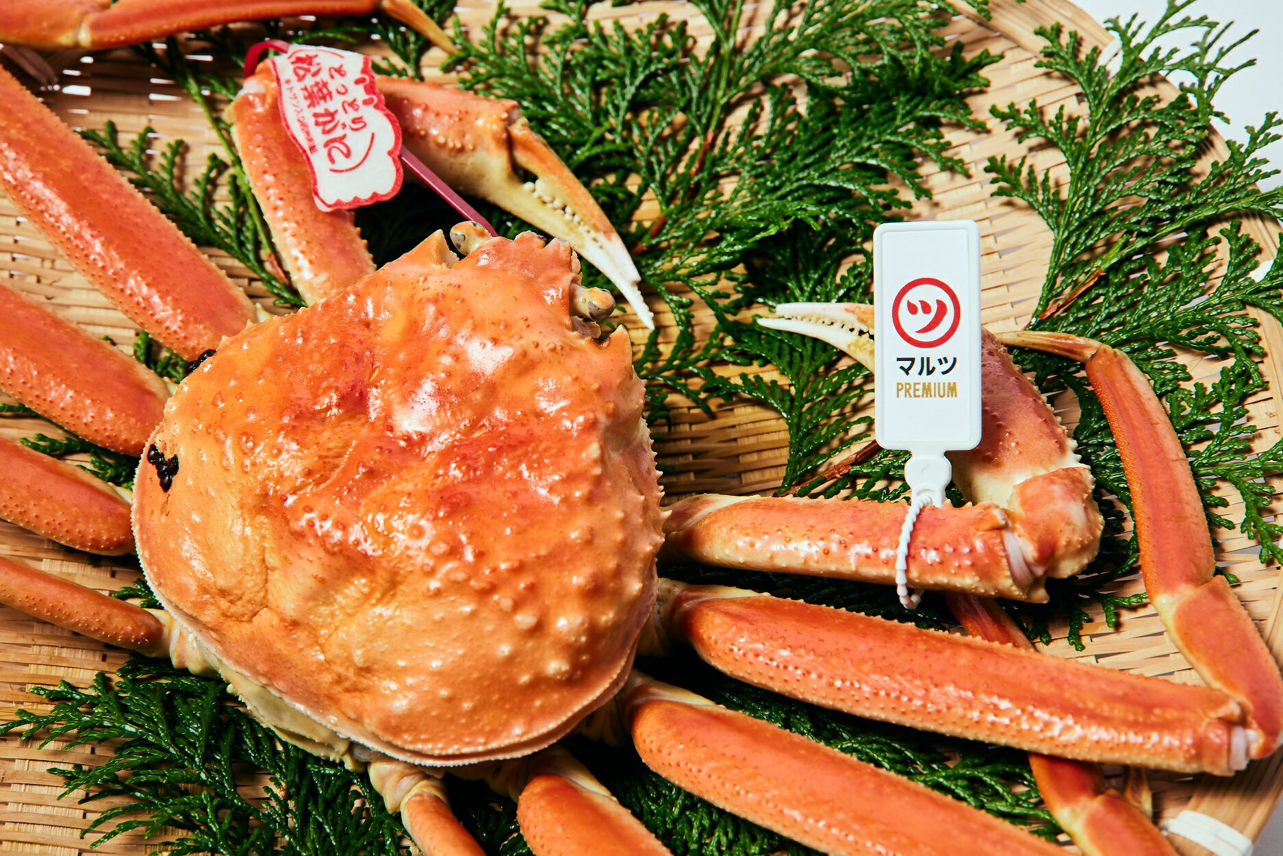 【ふるさと納税】先行予約【赤タグ付き】【マルツPREMIUM】活〆ボイル松葉蟹 900g以上×1杯 冷蔵 境港産【25-150-001】株式会社マルツ 松葉がに ボイル済 かに カニ 蟹 弾力 歯ごたえ 甘み 海の幸 鳥取県産 鳥取県 米子市 期間限定