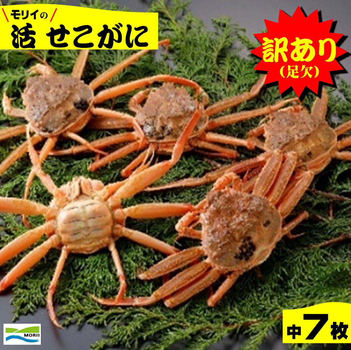 【ふるさと納税】先行予約【訳あり】鳥取県産 足欠け 活せこがに 中 7枚 冷蔵【24-030-004】モリイ食品【11月中旬〜12月上旬の発送】
