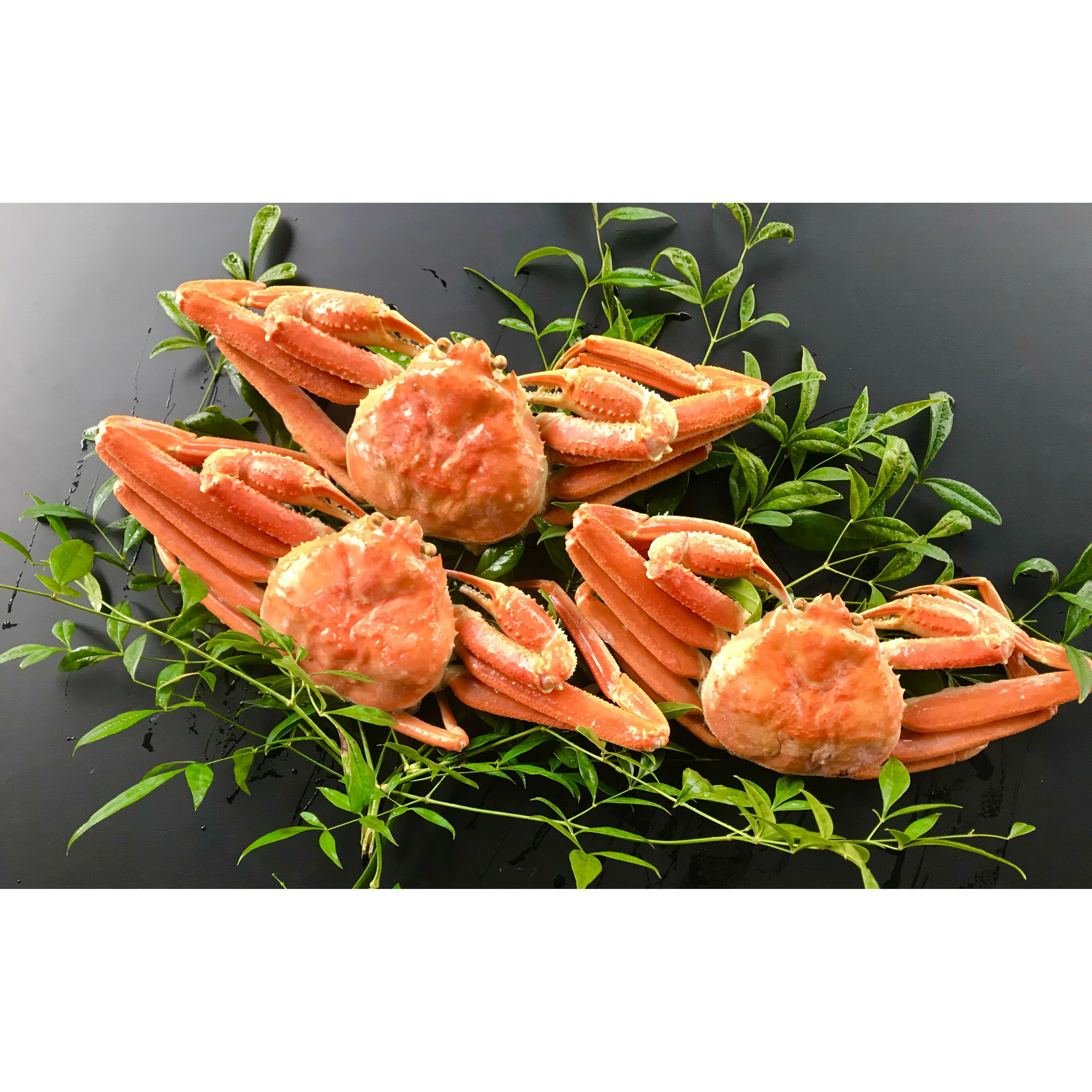 浜ゆで 松葉蟹 (足折れ) 1.0kg以上 (2〜3杯) [25-032-002] 前田水産 カニ 蟹 かに 海鮮 松葉 魚介 魚貝 お取り寄せ グルメ ご当地 鳥取県 米子市