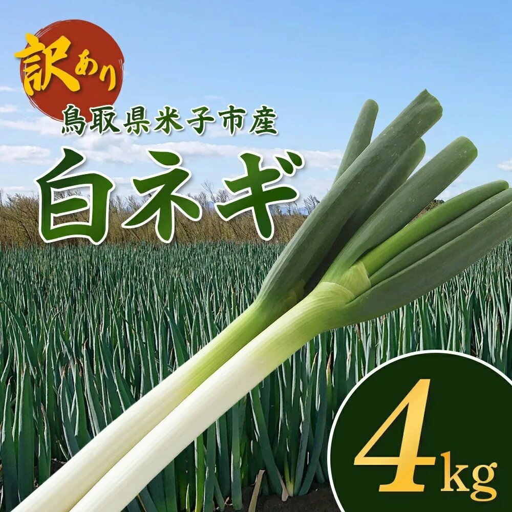 【ふるさと納税】【訳あり】産地直送 白ネギ 約4kg 鳥取県 米子市産 国産 ねぎ ネギ 葱 白ねぎ 不揃い ふぞろい 甘い 美味しい おいし..