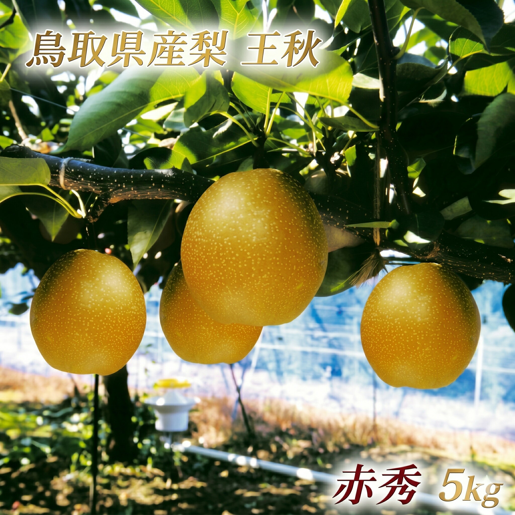 鳥取県産 王秋梨 “赤秀" 5kg (6〜8玉入)大山恵みの里公社 数量限定 ナシ なし フルーツ 果物 くだもの デザート 果汁 和梨 先行受付 産地直送 お取り寄せ ご当地 鳥取県 米子市 送料無料