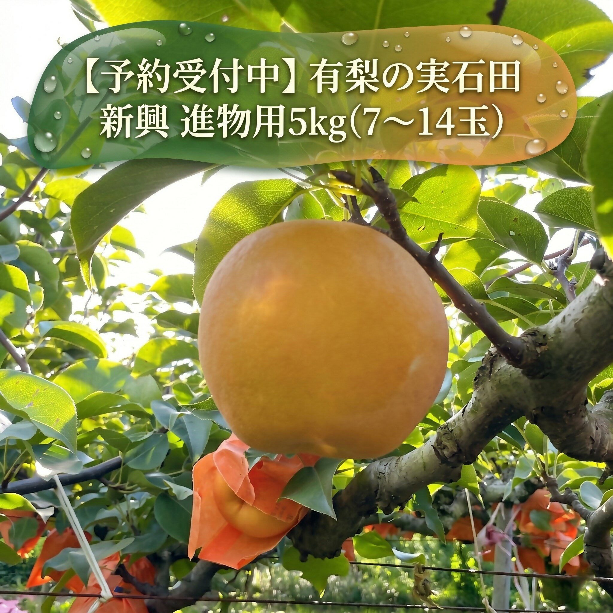 [予約受付中] 有梨の実石田 新興 進物用 5kg やまのおかげ屋 鳥取県 米子市