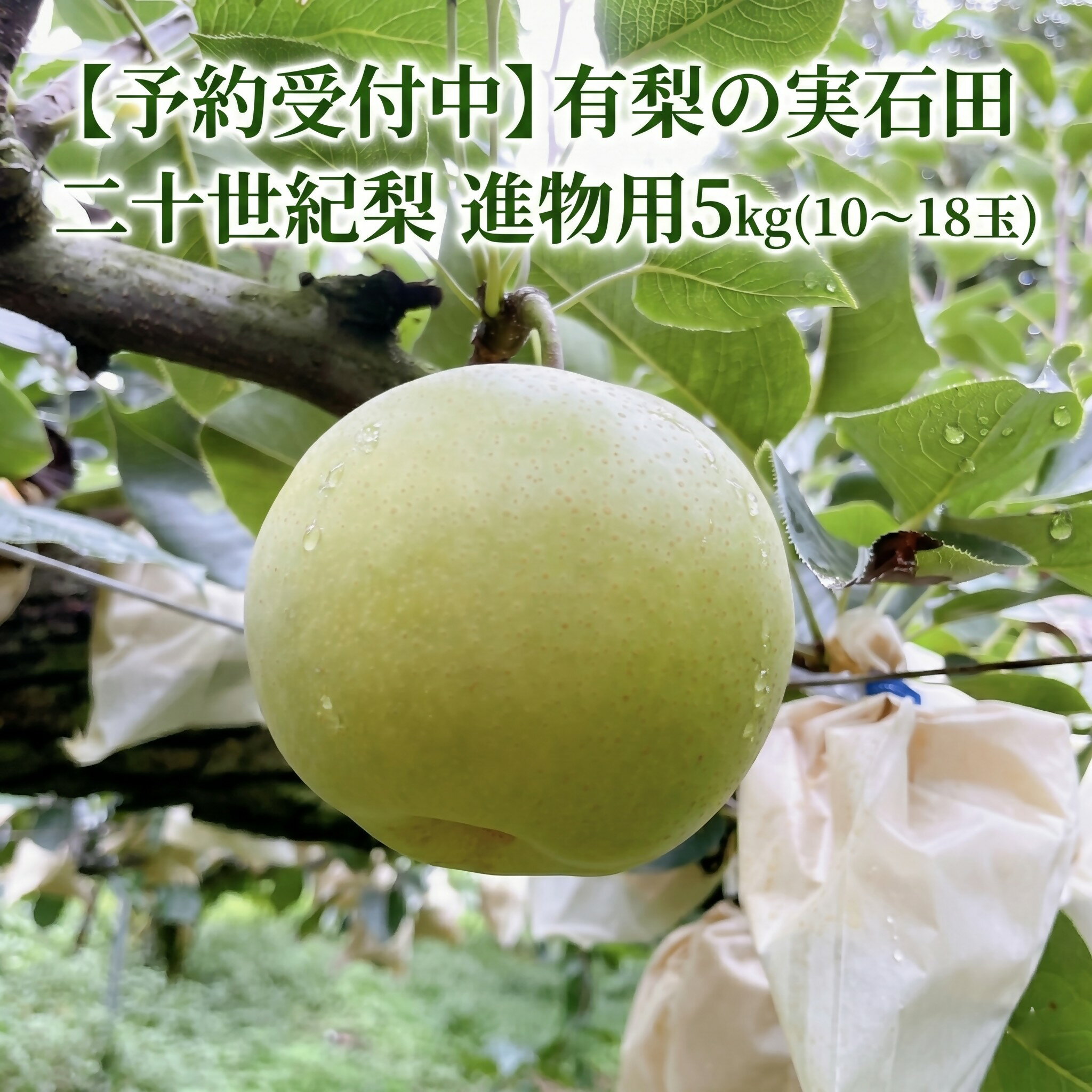 [予約受付中]有梨の実石田 二十世紀梨 進物用 5kg やまのおかげ屋 鳥取県 米子市