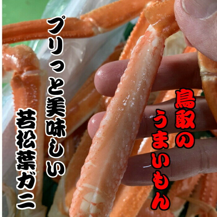 【ふるさと納税】【魚倉】生 若松葉ガニ 4枚（足1〜2本なし 含む） 訳あり かに 蟹 松葉蟹 【2024年2月発送】