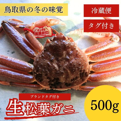 【先行予約】【魚倉】 タグ付き 生 松葉ガニ （500g） ズワイガニ 松葉蟹 カニ かに かにしゃぶ 【11月から3月発送予定】