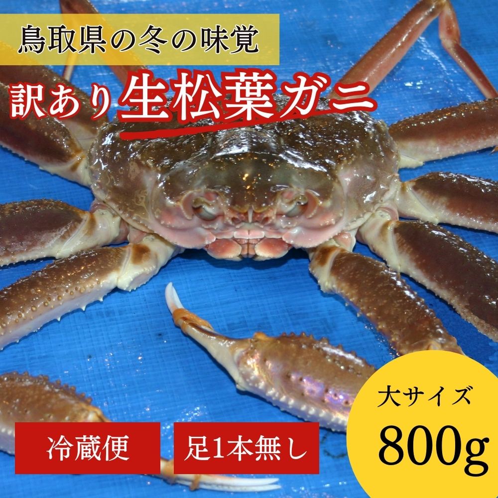 [先行予約][魚倉]足1本なし 生 松葉ガニ (大800g) 訳あり 松葉蟹 欠け カニ かに かにしゃぶ キズ 規格外 不揃い [11月から3月発送予定] 早期受付 先行予約