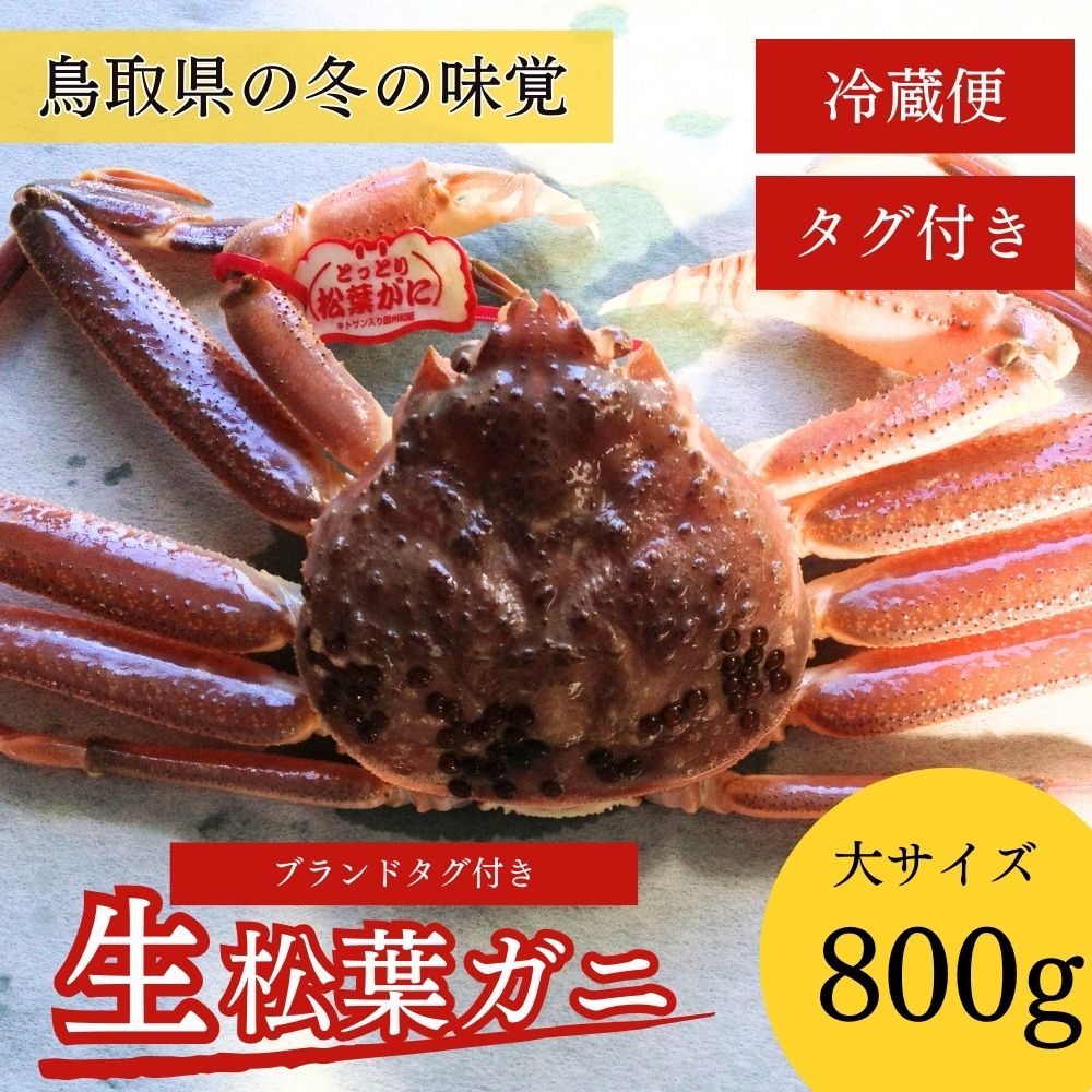 【先行予約】【魚倉】 タグ 付き 生 松葉ガニ （大800g） ズワイガニ 松葉蟹 カニ かに かにしゃぶ 【11月から3月発送予定】 早期受付 先行予約