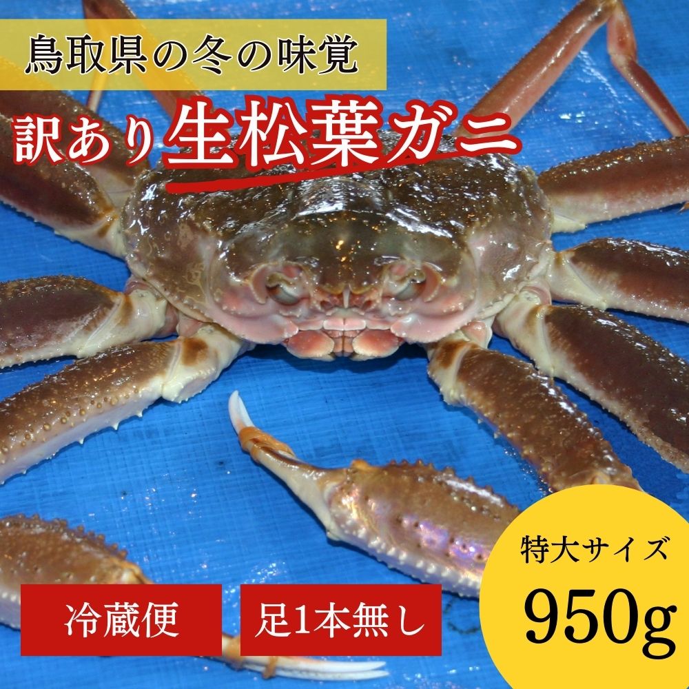 楽天鳥取県倉吉市【ふるさと納税】 【先行予約】【魚倉】足1本なし 生 松葉ガニ（特大950g）訳あり 松葉蟹 欠け 規格外 不揃い キズ カニ かに かにしゃぶ 【11月から3月発送予定】 早期受付 先行予約