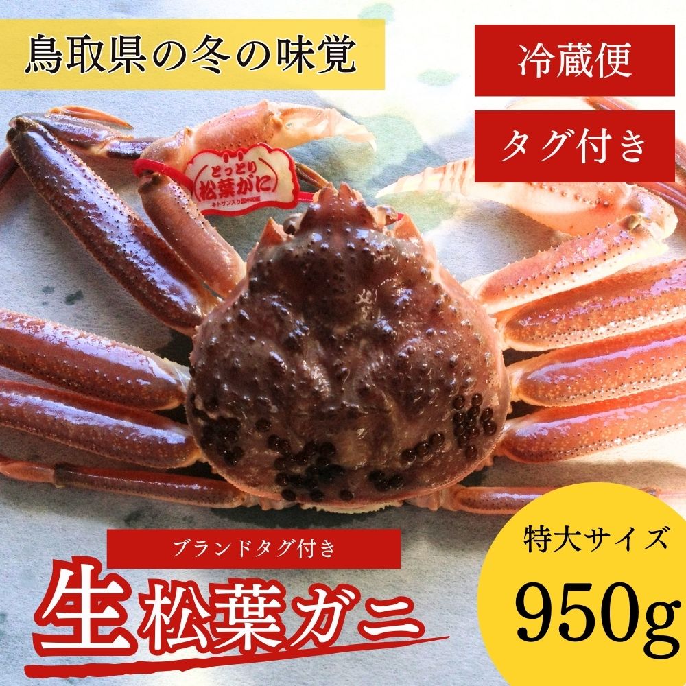 [先行予約] [魚倉]タグ 付き 生 松葉ガニ (特大950g) ズワイガニ 松葉蟹 カニ かに かにしゃぶ [11月から3月発送予定] 早期受付 先行予約