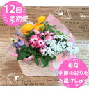 【ふるさと納税】寄せ植え（花苗）の12回定期便 花 誕生日 記念日 贈り物 プレゼント 母の日 父の日 敬老の日 セット 鉢