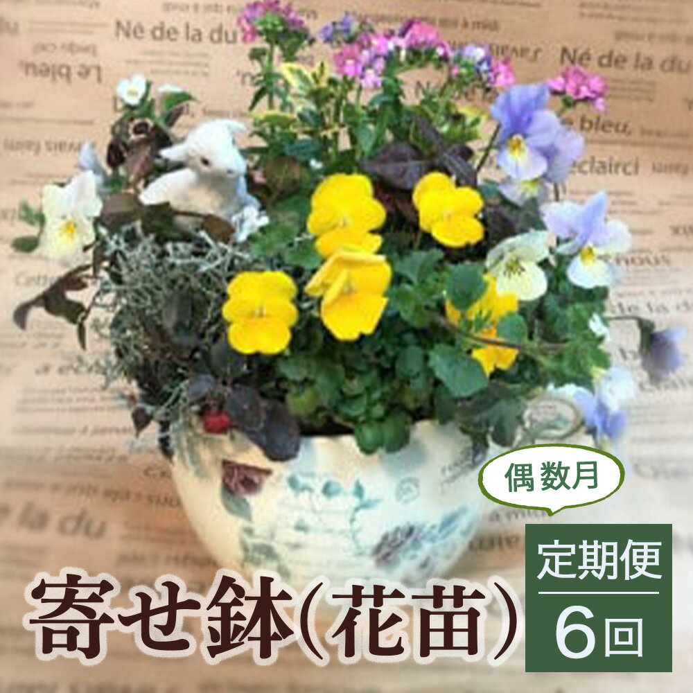 【ふるさと納税】寄せ鉢（花苗）6回定期便＜偶数月＞ 花 誕生日 記念日 贈り物 プレゼント 母の日 父の日 敬老の日 セット 鉢