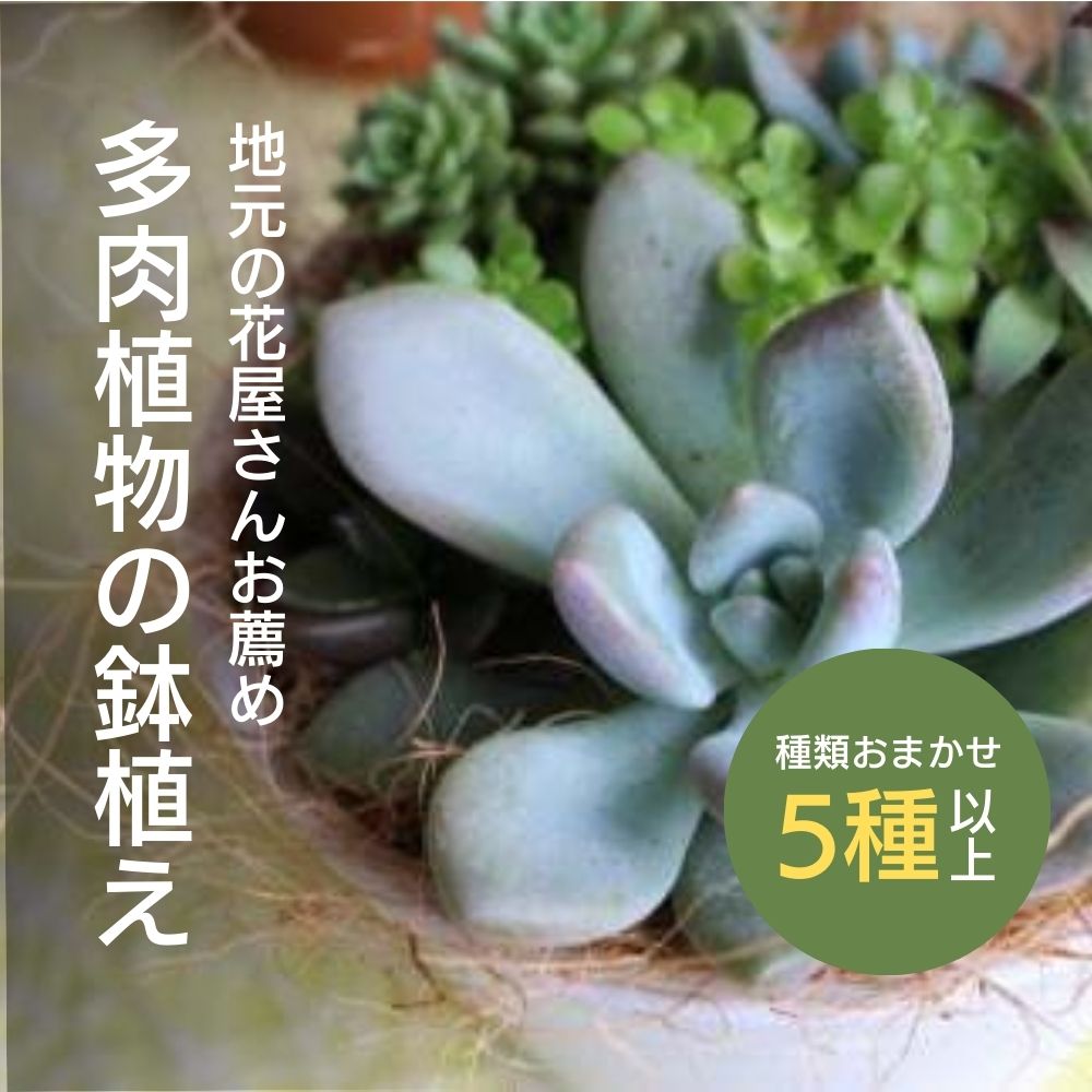 地元の 花屋さん お薦め の 多肉植物 Aセット(5種類以上) [チトのゆび]お楽しみ おまかせ お任せ 観葉植物 鉢 母の日 父の日 敬老の日