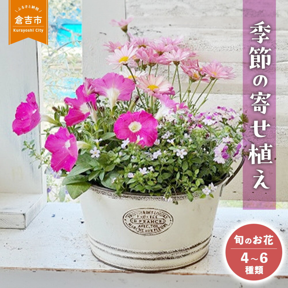 【ふるさと納税】季節 の 寄せ植え M 【Le ...の商品画像