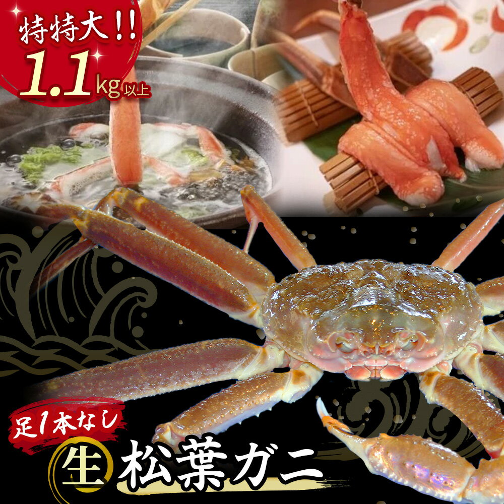 【ふるさと納税】今だけ限定価格!【11月より値上げ】 【魚倉】足1本なし 生 松葉ガニ (特特大1,100g以上) 訳あり 松葉蟹 欠け カニ かに かにしゃぶ...