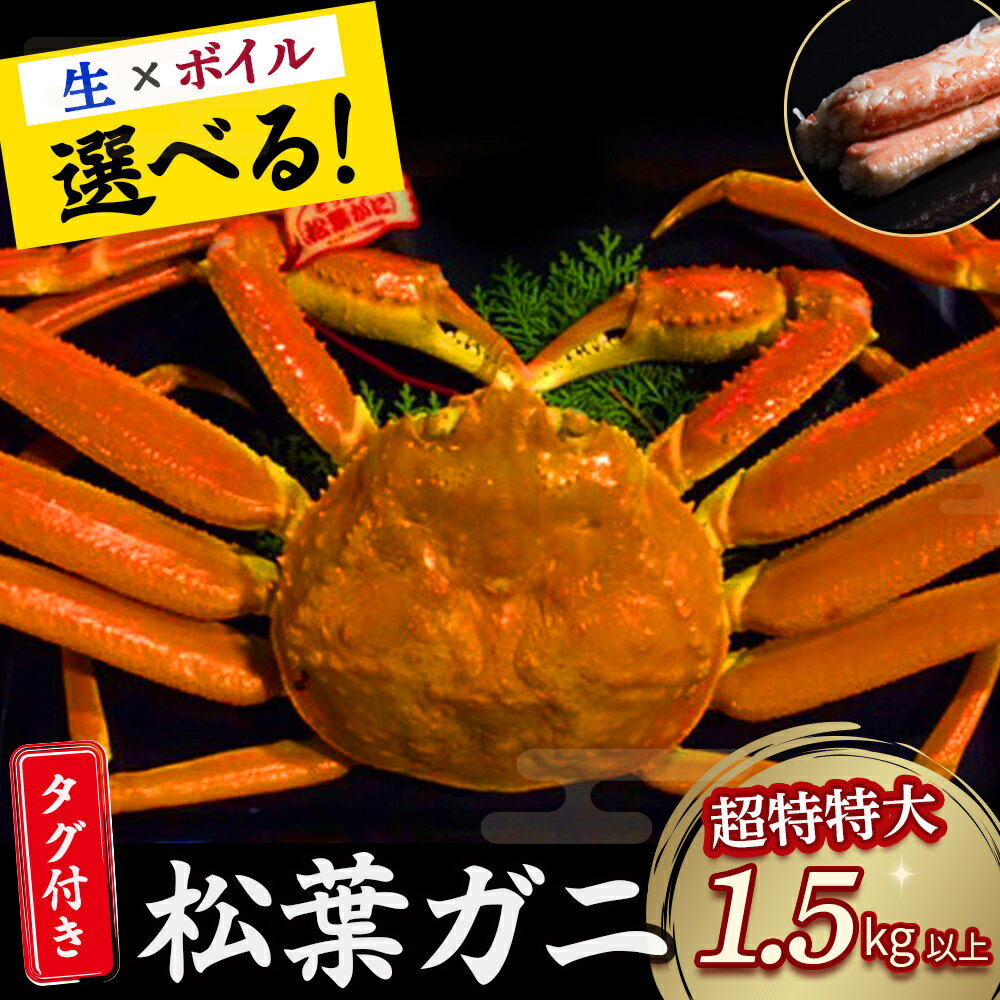 【ふるさと納税】 数量限定 【魚倉】タグ付き 松葉ガニ （1.5kg以上） 松葉がに ボイル 生 ズワイガニ 松葉蟹 カニ かに かにしゃぶ 早期受付 先行予約 数量限定