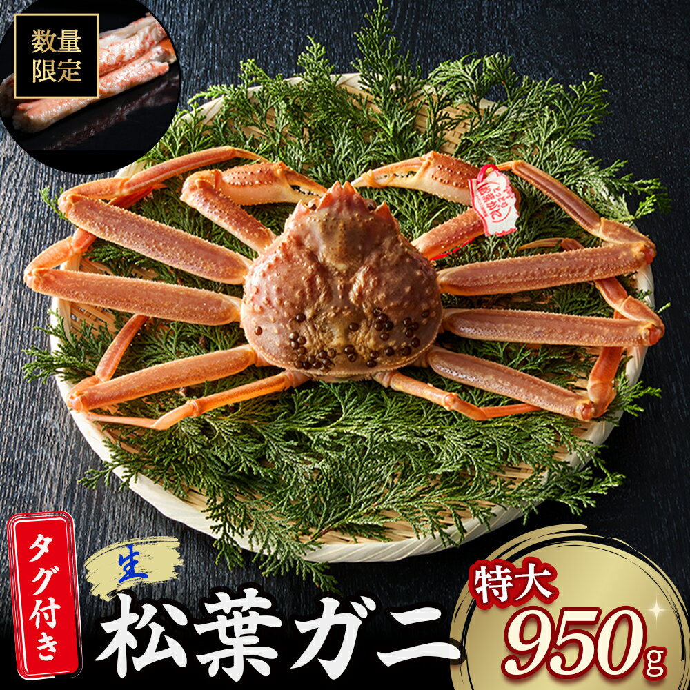 [魚倉]タグ 付き 生 松葉ガニ (特大950g) ズワイガニ 松葉蟹 カニ かに かにしゃぶ [11月から3月発送予定]